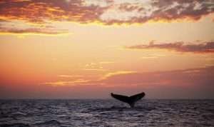 canto delle balene