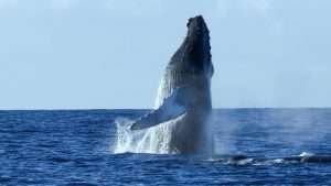 canto delle balene