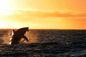 canto delle balene