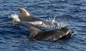 canto delle balene