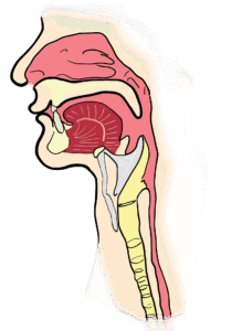 La voce nell'investigazione